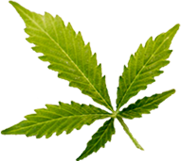 Medical marijuana leaf – Oklahoma Consults