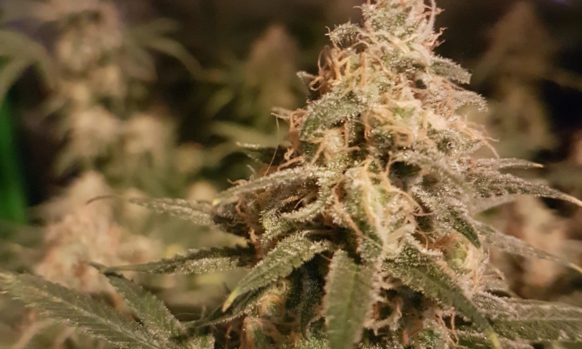 A Newcomer’s Guide to Medical Marijuana