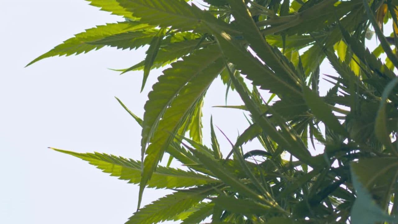 How to Find the Best Oklahoma City Marijuana Doctor Near You