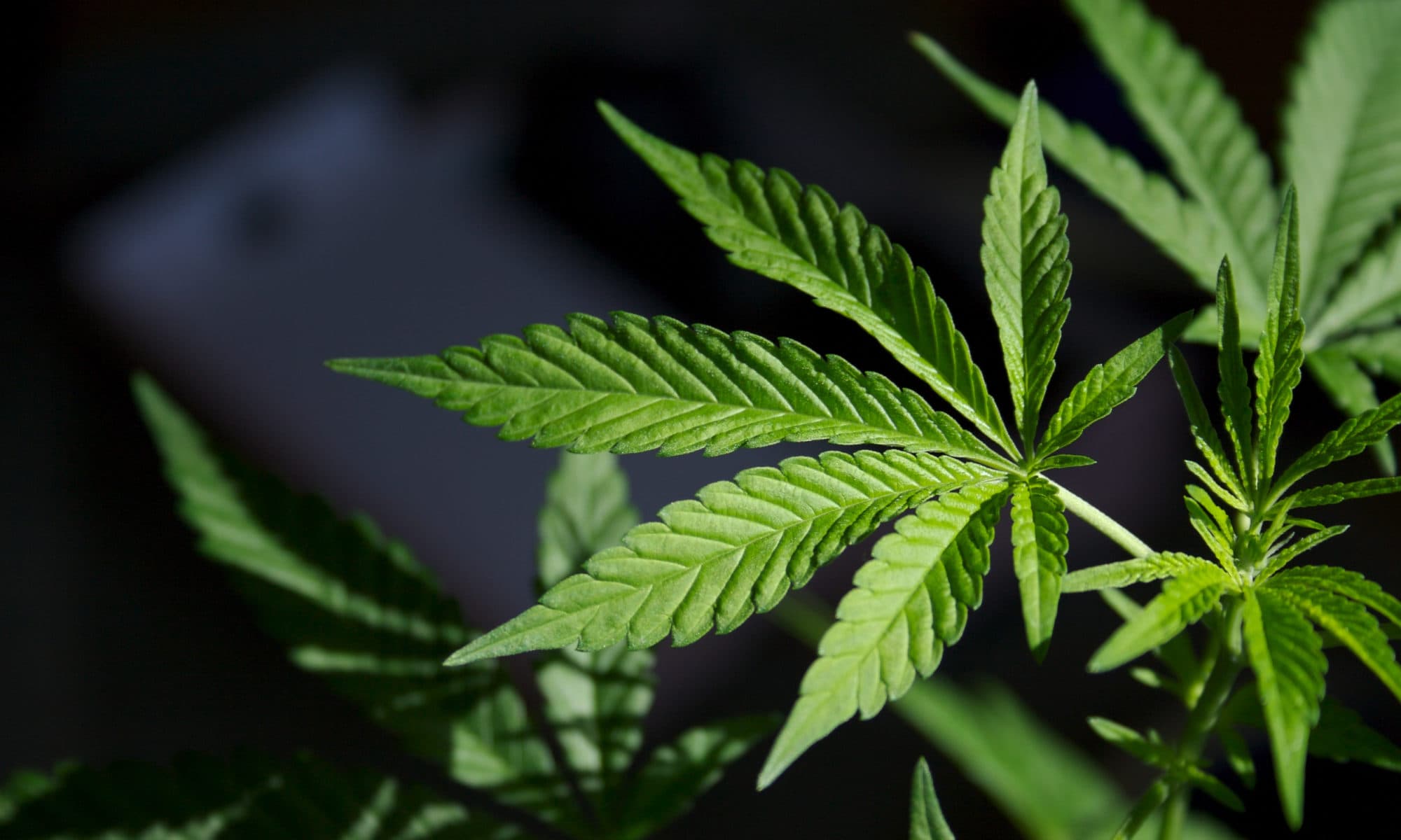 The Benefits of Medical Marijuana before Bed According to Scientific Research