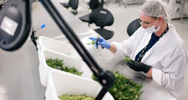 ForwardGro’s Medical Marijuana products put on a “hold”, no explanation given as MMCC maintains an information blackout