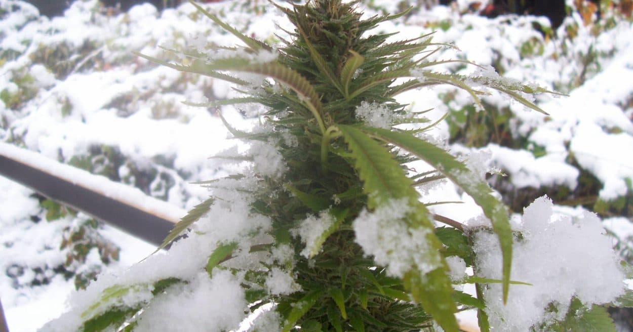 Best Cannabis Strains for winter: Enjoy Winters to the Max