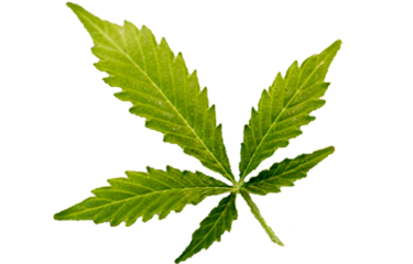 Medical Marijuana leaf - Oklahoma Consults