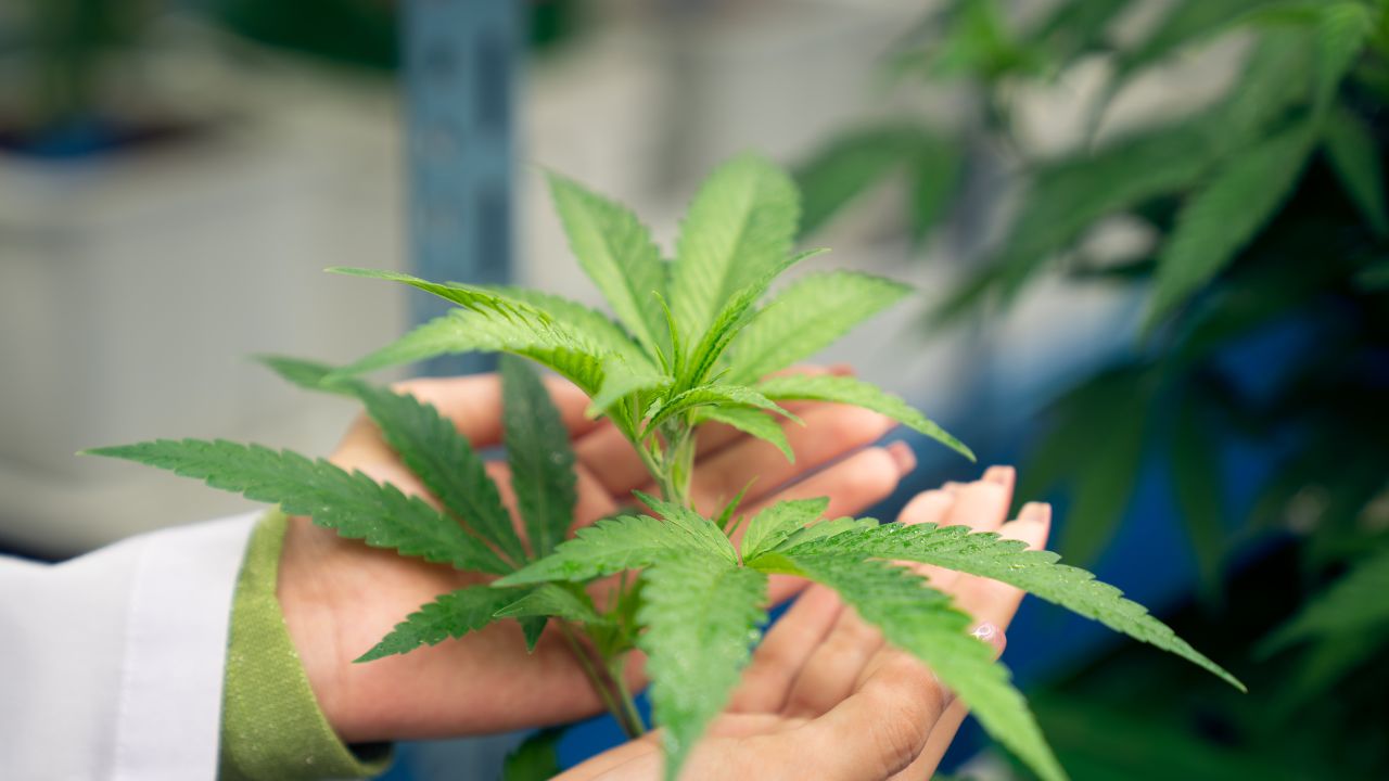 Navigating-Medical-Cannabis-Products-and-Treatment-Options